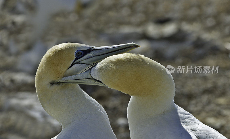 澳大利亚塘鹅(Morus serrator)也澳大利亚塘鹅，Tākapu)是塘鹅科的一种大型海鸟。